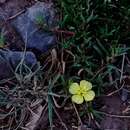 Plancia ëd Oenothera punae Kuntze