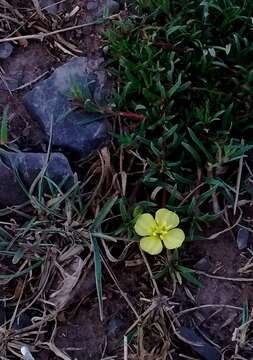 Plancia ëd Oenothera punae Kuntze