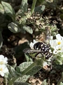 Image of Thyreus denolii Straka & Engel 2012