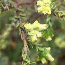 Image of Thymelaea lythroides Barratte & Murb.