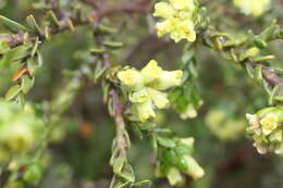 Image of Thymelaea lythroides Barratte & Murb.