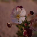 Image of Zaluzianskya maritima (L. fil.) Walp.