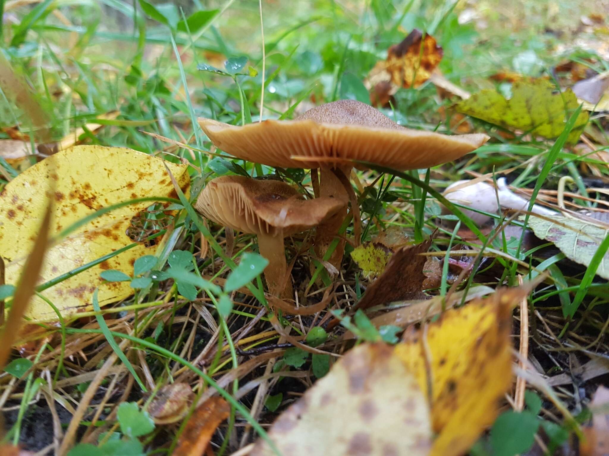 Слика од Cortinarius venetus (Fr.) Fr. 1838