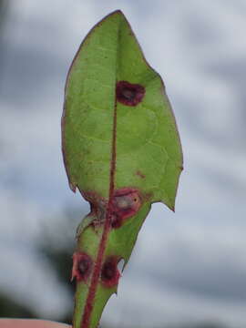 Image of Cystiphora taraxaci (Kieffer 1888)