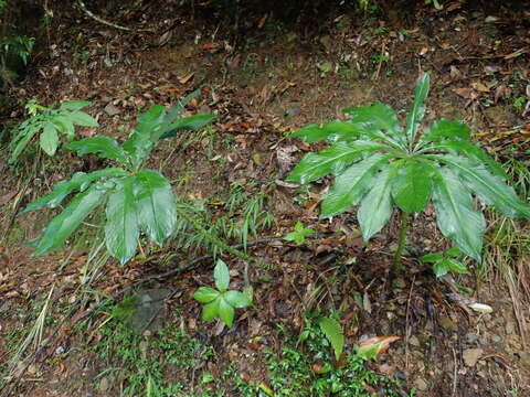 Image of Arisaema taiwanense J. Murata