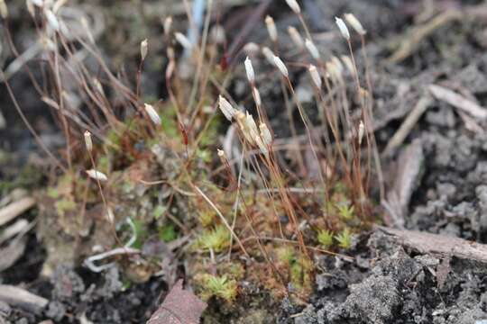 Image of Pennsylvania pogonatum moss