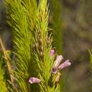 Image of Erica filamentosa Andr.