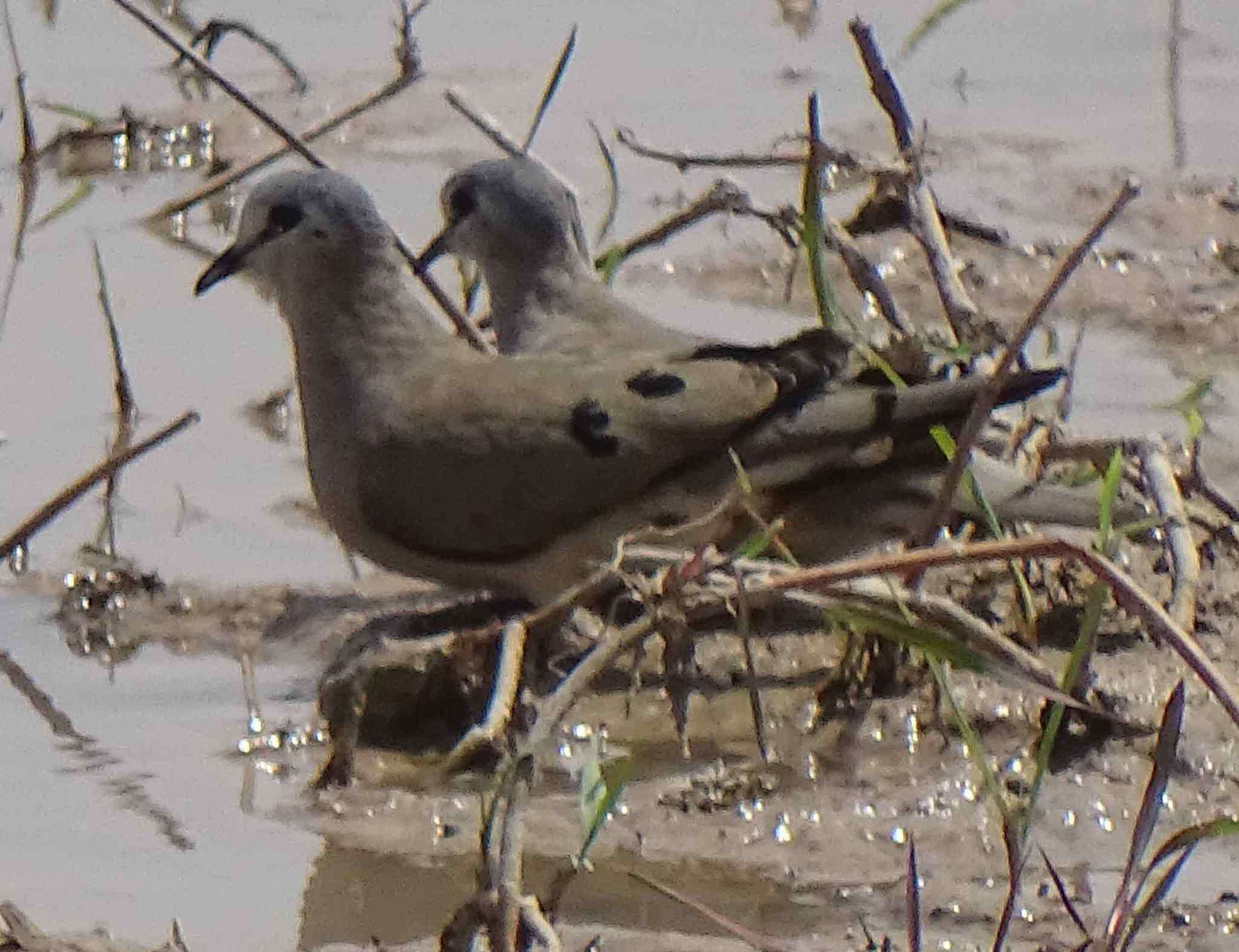 Image of Black-billed Dove