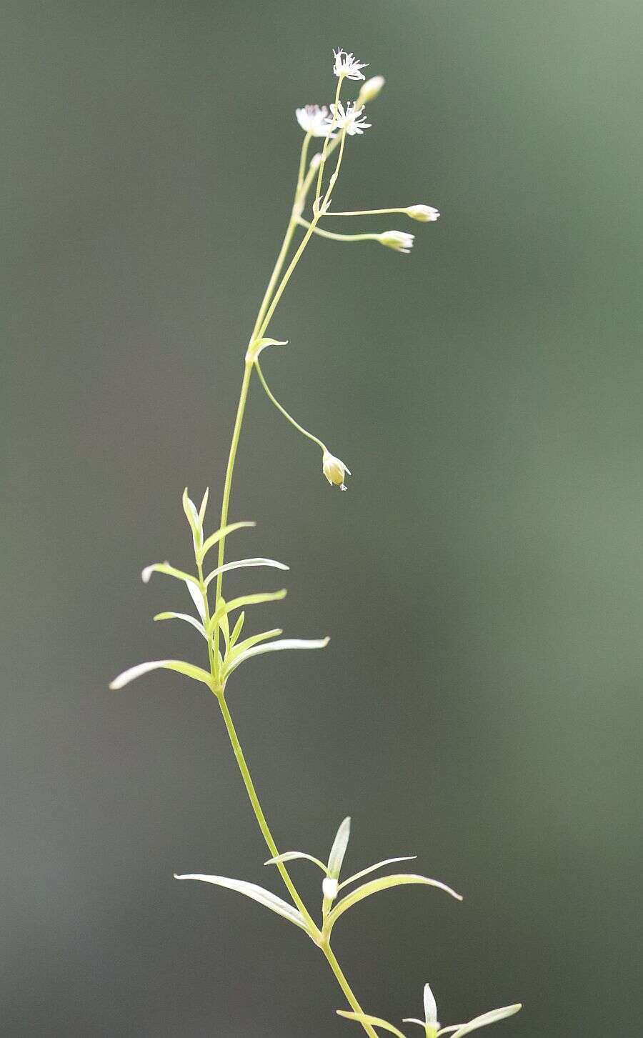 Image of longleaf starwort