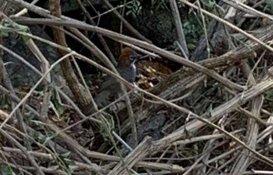 Image of Rusty-crowned Ground Sparrow