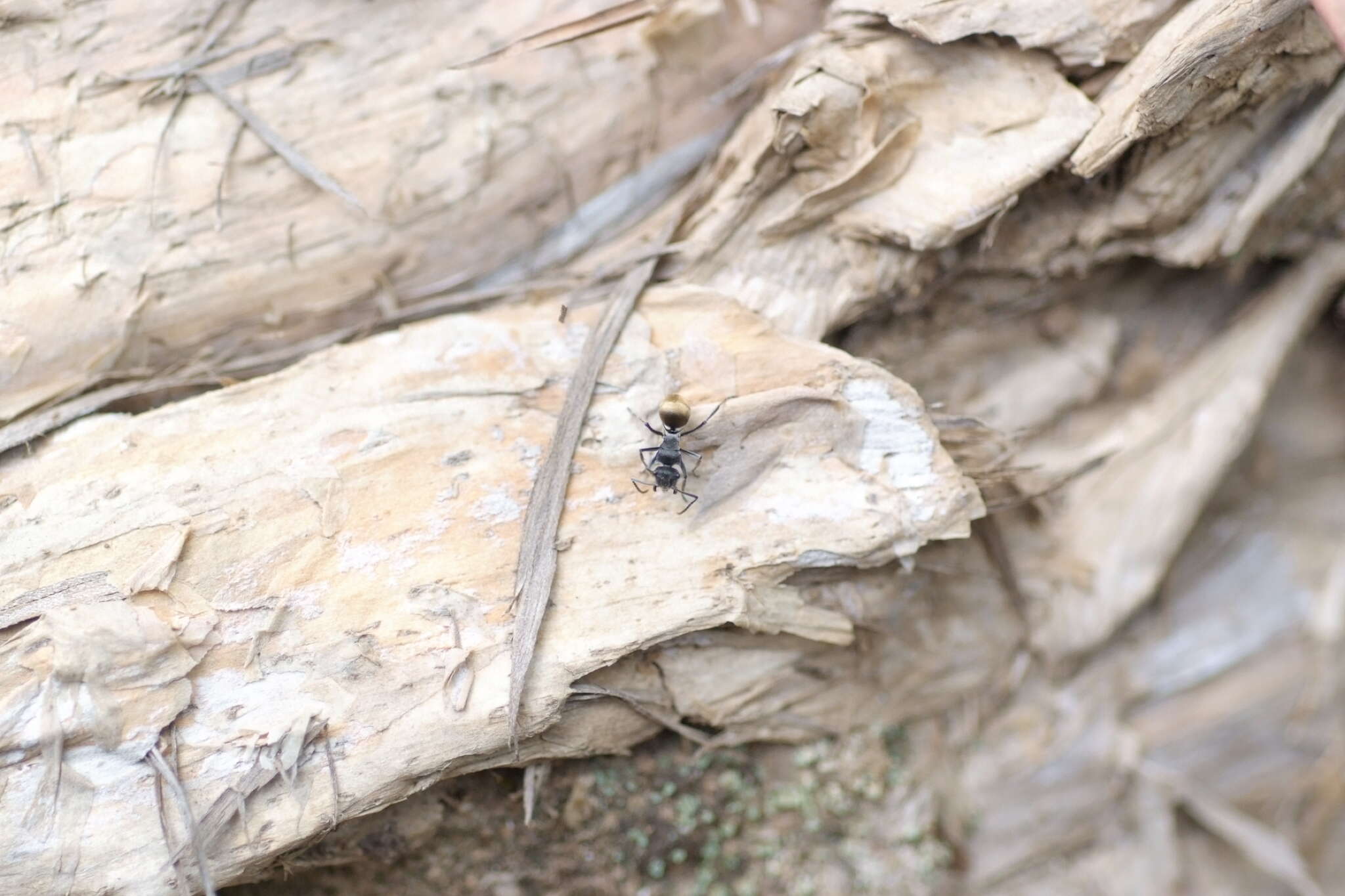 Image of Polyrhachis guerini Roger 1863