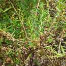 Image of Capraria peruviana Benth.