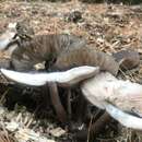 Image of Pluteus velutinornatus G. Stev. 1962