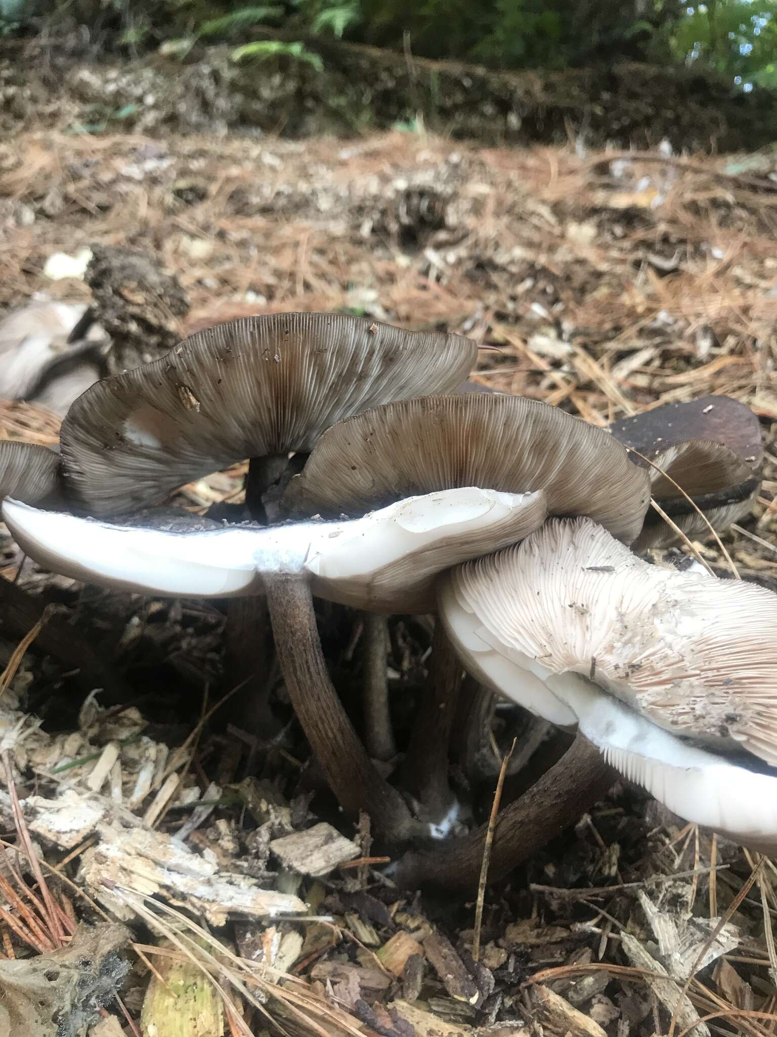 Image of Pluteus velutinornatus G. Stev. 1962