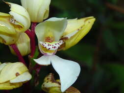 Image of Govenia utriculata (Sw.) Lindl.