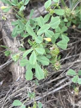 Слика од Medicago laciniata (L.) Mill.