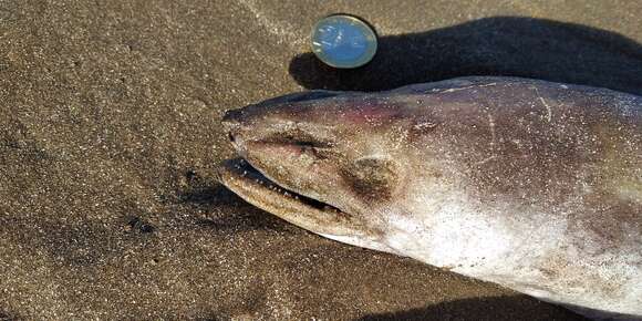 Image of Argentine conger