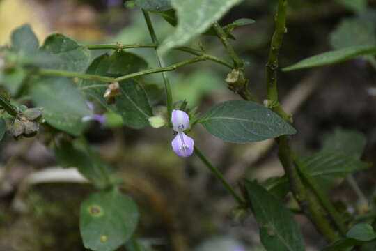 Image of Dicliptera hookeriana Nees