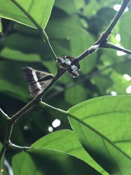 Image of Ricanoptera