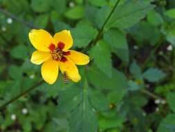 Image of Bidens chiapensis T. S. Brandeg.