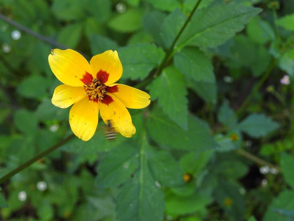 Image of Bidens chiapensis T. S. Brandeg.