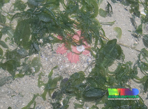 Image of Pink sand dollar
