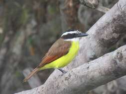 Pitangus sulphuratus guatimalensis (Lafresnaye 1852)的圖片