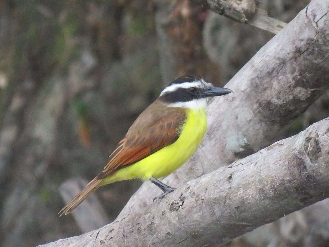 Pitangus sulphuratus guatimalensis (Lafresnaye 1852)的圖片