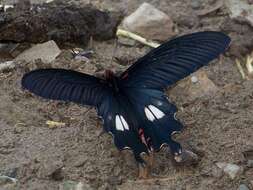 Image of Papilio bootes Westwood 1842