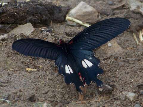 Слика од Papilio bootes Westwood 1842