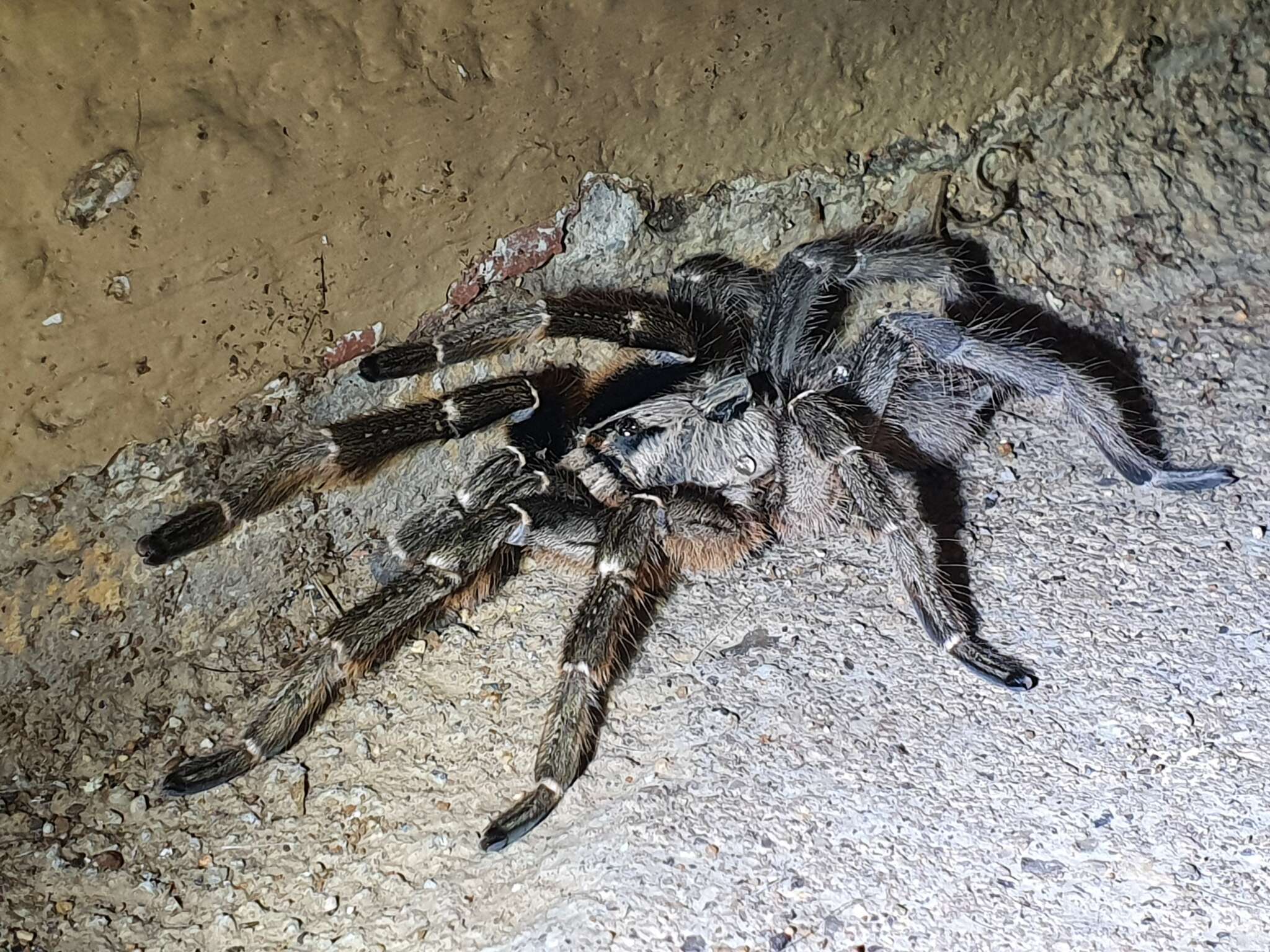 Image of African Horned Baboon Tarantula