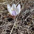 Image of Crocus weldenii Hoppe & Fürnr.