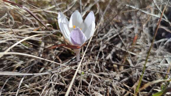 Image of Crocus weldenii Hoppe & Fürnr.