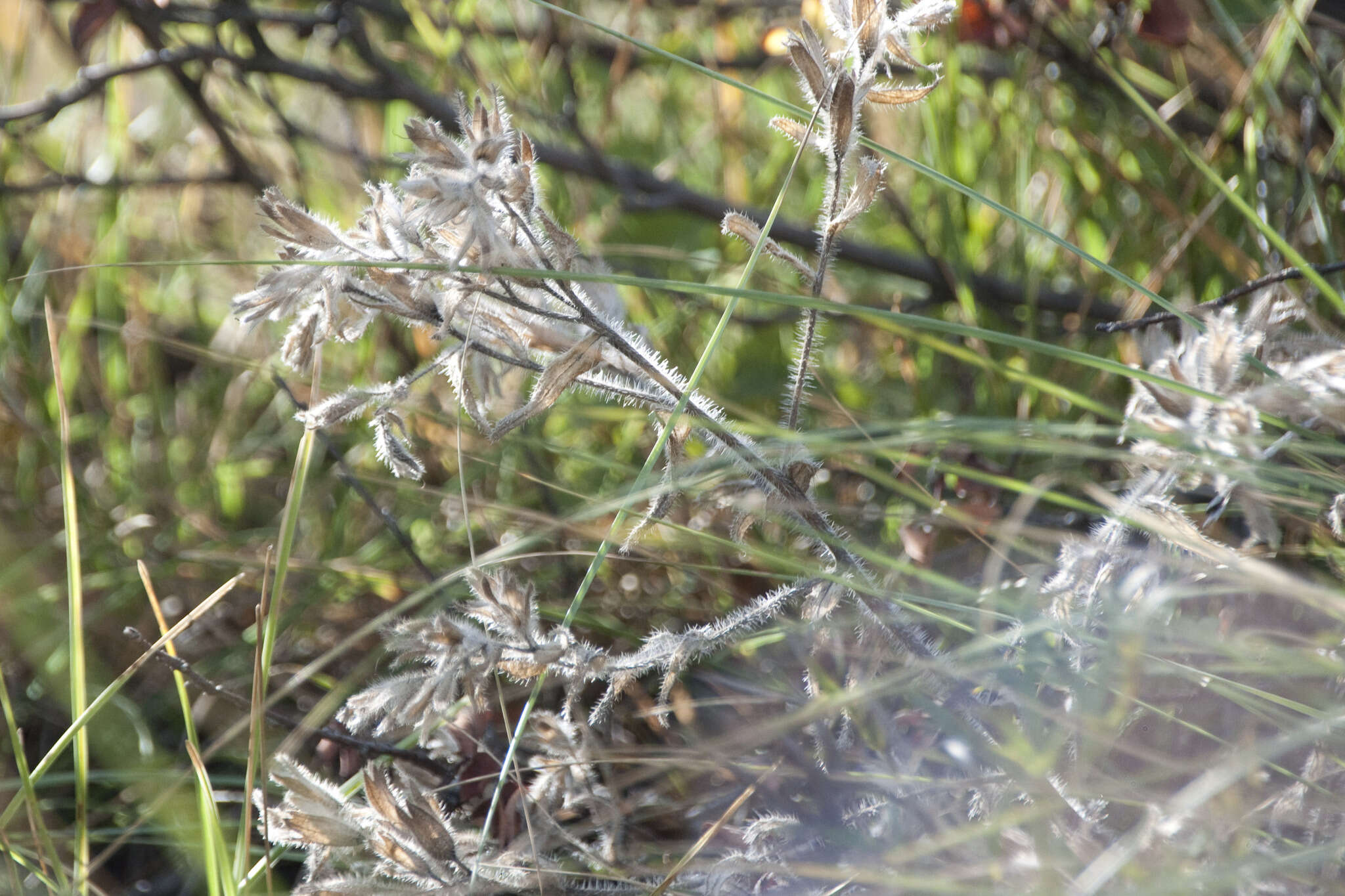 Слика од Onosma visianii G. C. Clementi