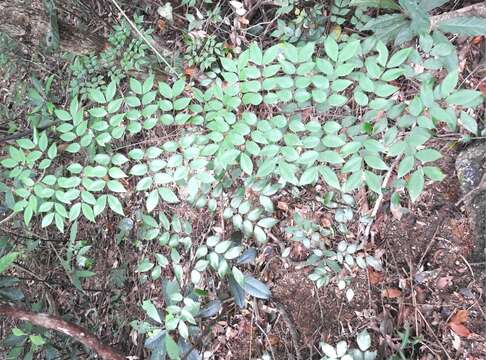 Imagem de Caesalpinia vernalis Benth.