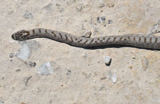 Image of Southern Smooth Snake