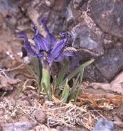 Image of Iris potaninii var. ionantha Y. T. Zhao