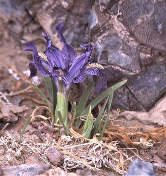 Image of Iris potaninii var. ionantha Y. T. Zhao