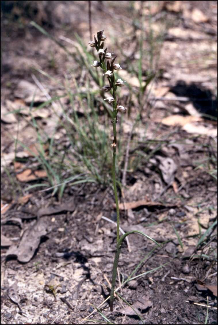 Imagem de Prasophyllum brevilabre (Lindl.) Hook. fil.