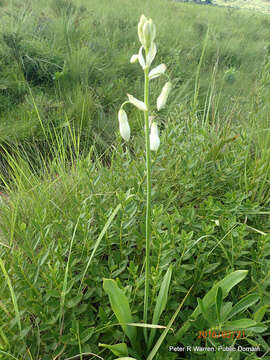 Image of Ornithogalum candicans (Baker) J. C. Manning & Goldblatt