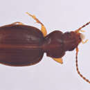 Sivun Trechus (Microtrechus) aduncus Barr 1962 kuva