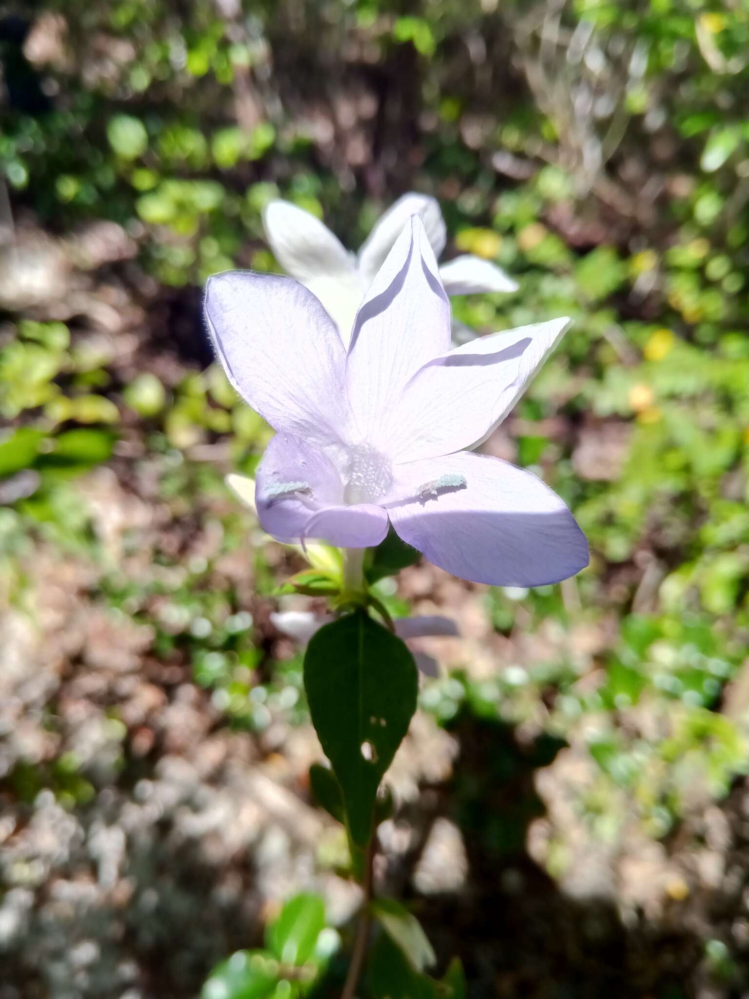 صورة Barleria phillyreifolia Baker