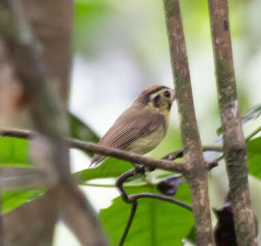 Platyrinchus coronatus Sclater & PL 1858的圖片