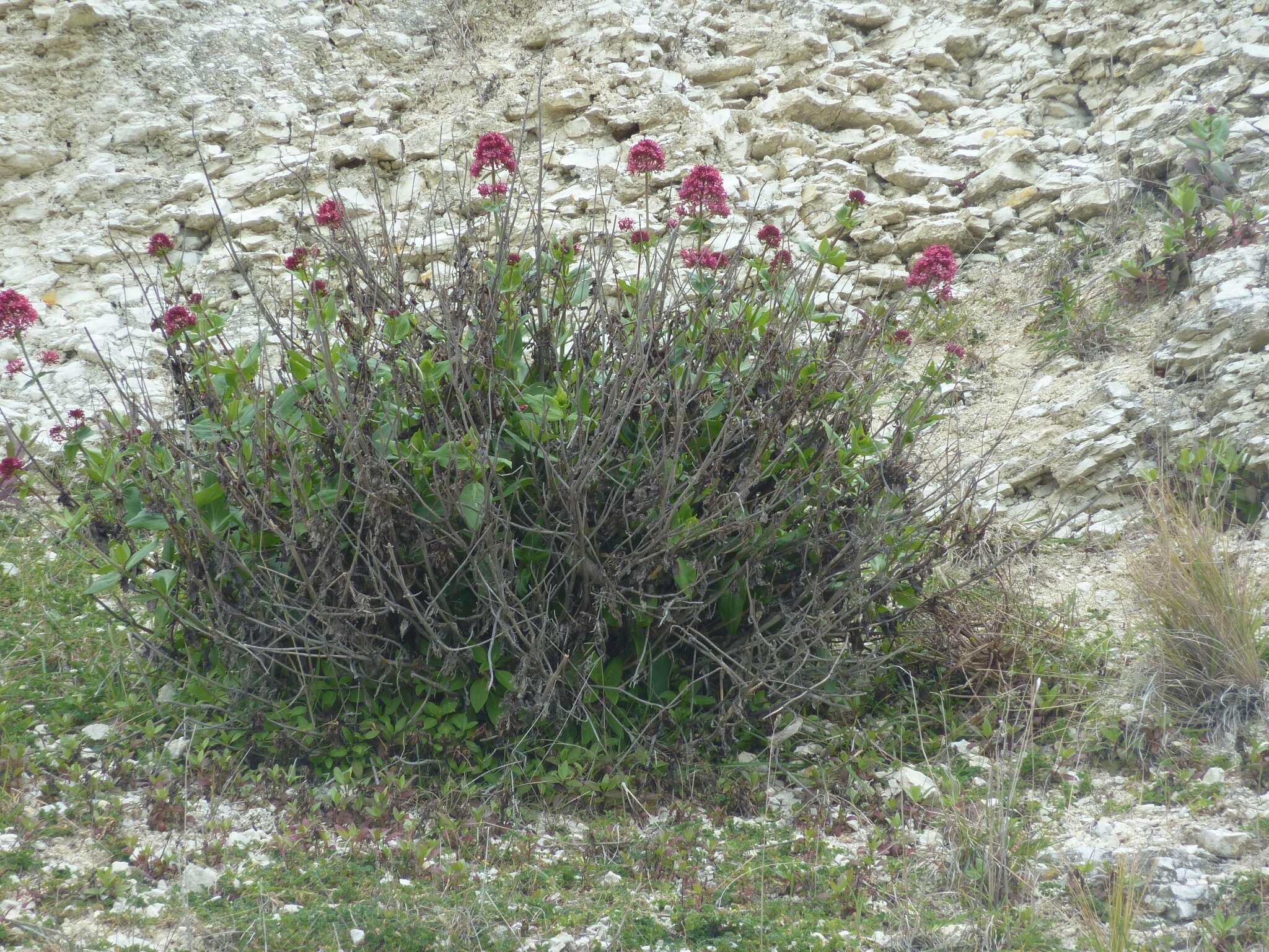 Image of Red Valerian