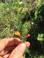 Plancia ëd Oenothera indecora Camb.