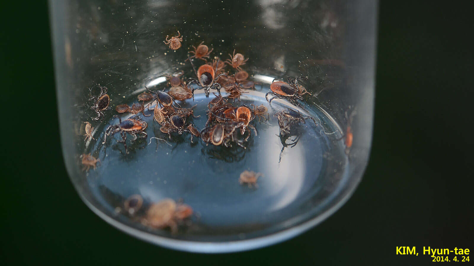 Image of Ixodes nipponensis Kitaoka & Saito 1967