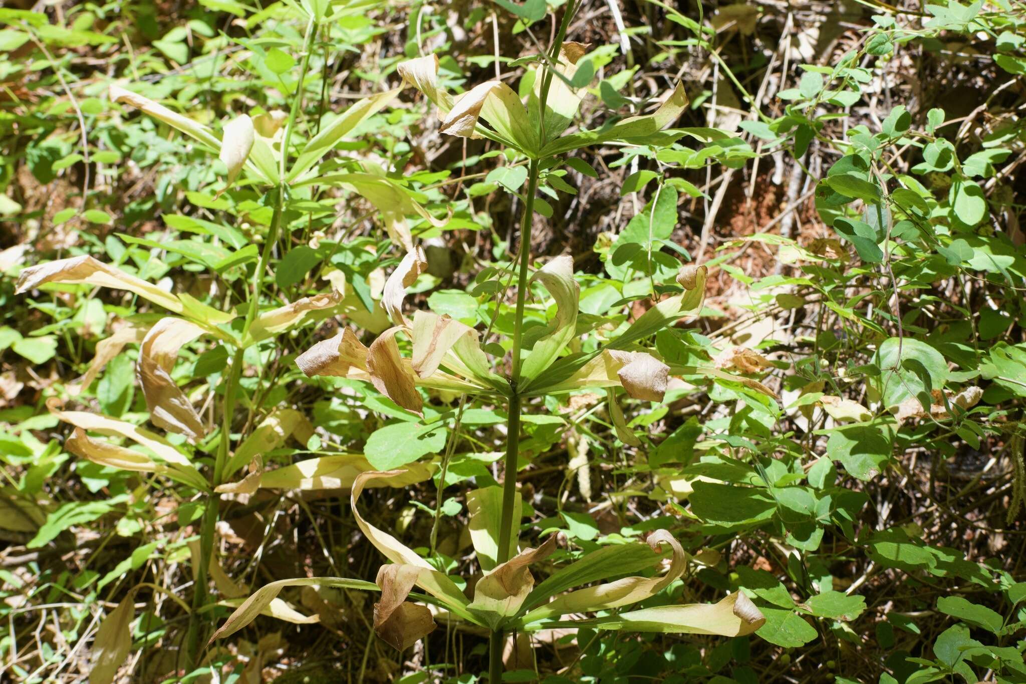 Слика од Lilium humboldtii subsp. humboldtii