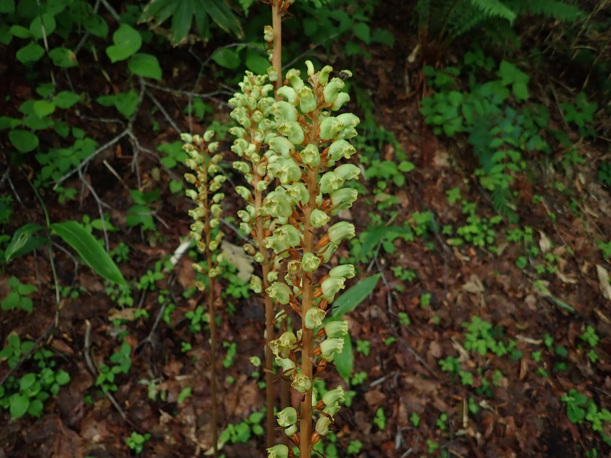 Image of Tall Gastrodia