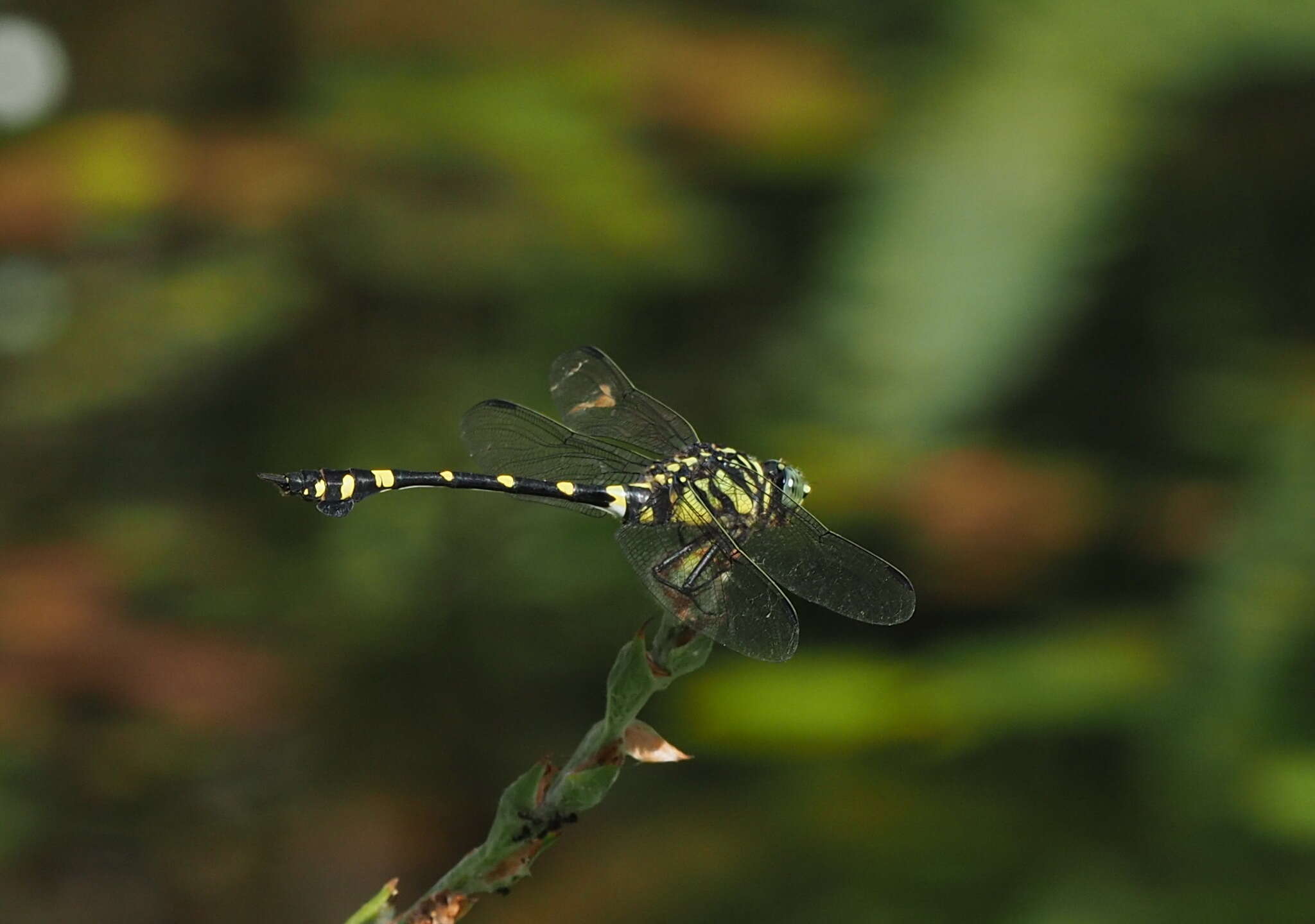 Imagem de Ictinogomphus rapax (Rambur 1842)