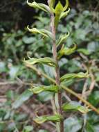 Image of Eltroplectris triloba (Lindl.) Pabst